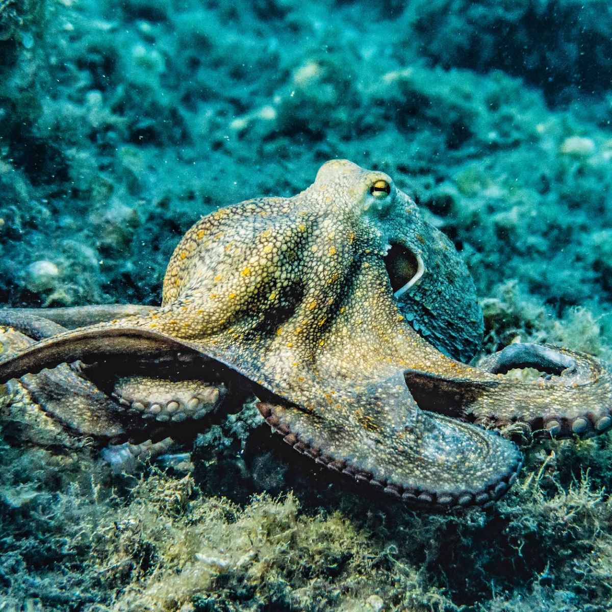 The intelligence of the&nbsp;Cephalopods!