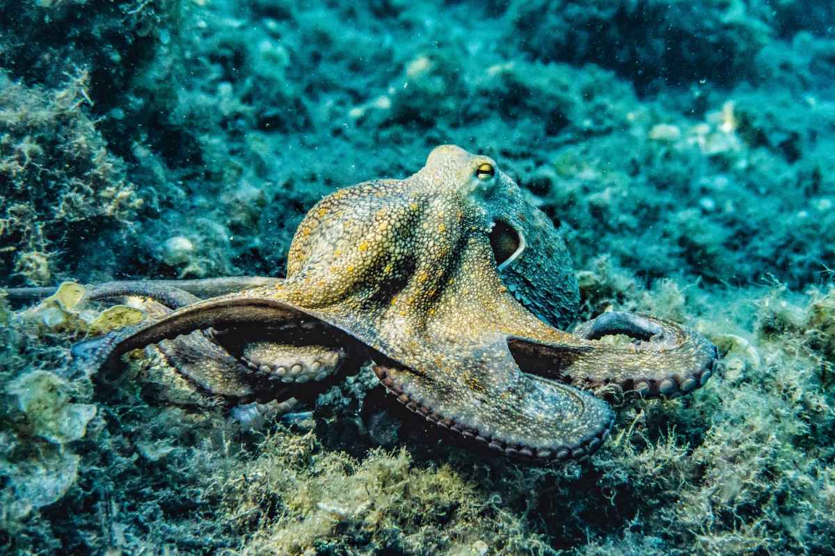 The intelligence of the&nbsp;Cephalopods!